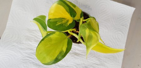Philodendron Cream Splash oder Philo Brasil?