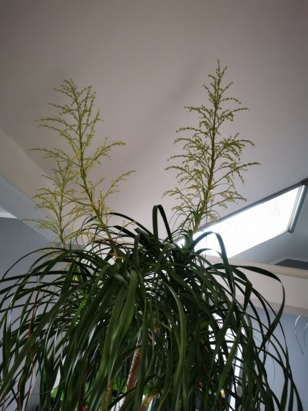Blüte Elefantenfuss 1