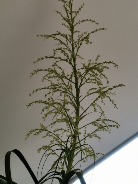 Blüte Elefantenfuss 2