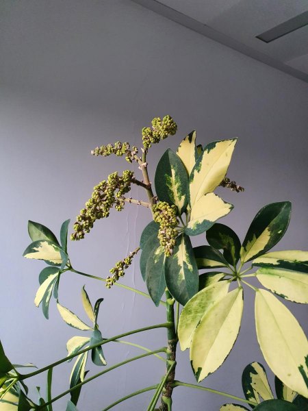 Schefflera blüht (fast)
