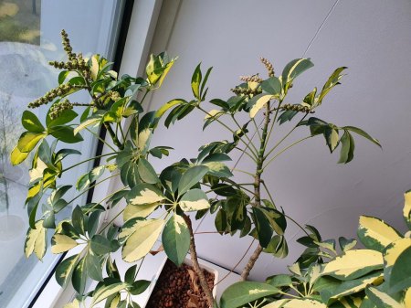 Schefflera blüht (fast)