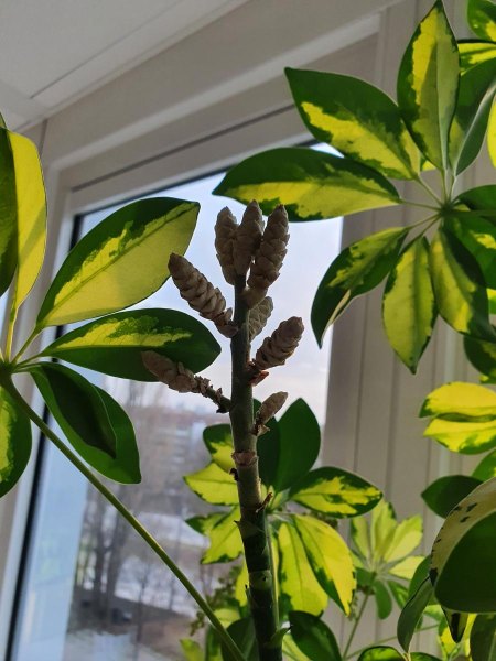 Schefflera blüht (fast)