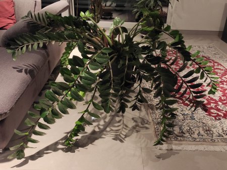 Zamioculcas Blätter knicken nach unten