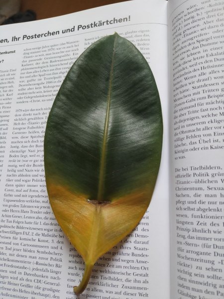 Gelbes Blatt