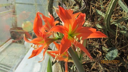 Amaryllis - Ritterstern - Hippeastrum III