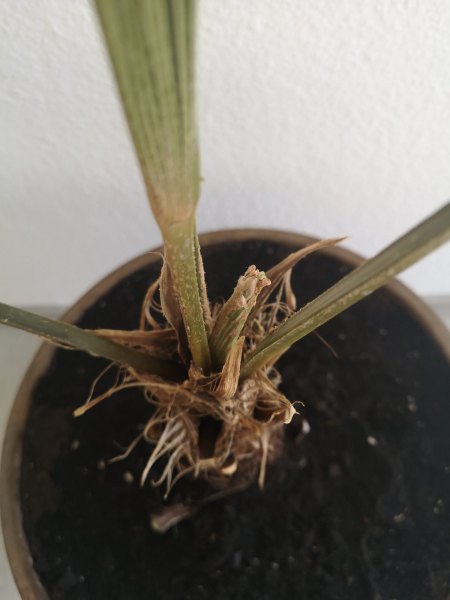 Hilfe! Palme retten