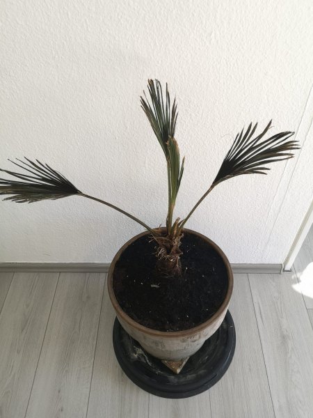Hilfe! Palme retten