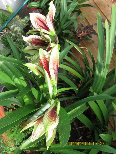 Amaryllis - Ritterstern - Hippeastrum III