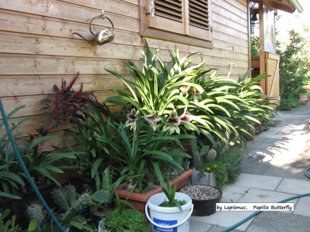 Amaryllis - Ritterstern - Hippeastrum III