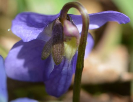 Blüte hinten