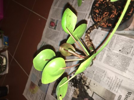 Verfärbte Jungpflanzen hinten