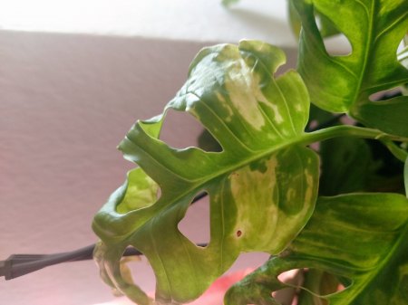 Ist das eine variegata?