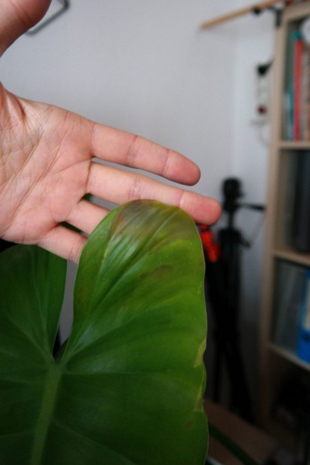 Philodendron Sagittifolium benötigt Hilfe!
