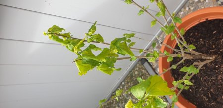 Hibiskus lässt Blätter hängen