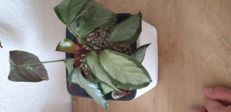 Calathea ist krank