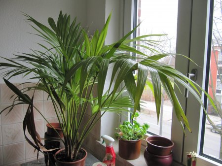 ganze Palme mit vertrocknetem Wedel links