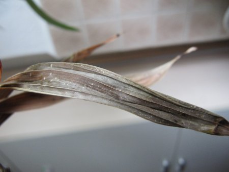 kleine weiße Punkte an Wedel
