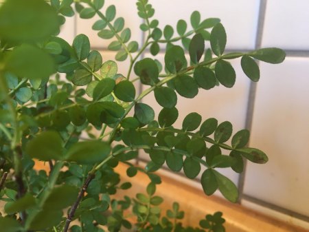Pfefferbaum Bonsai hat weiße und braune Flecken und verliert Blätter