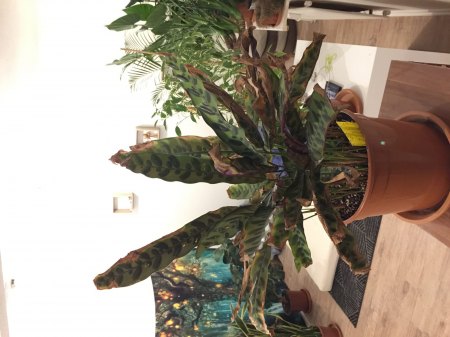 Calathea Lancifolia Hilfe