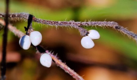 Welche Pflanze ? - Blaurote Steinsame - Aegonychon purpurocaeruleum