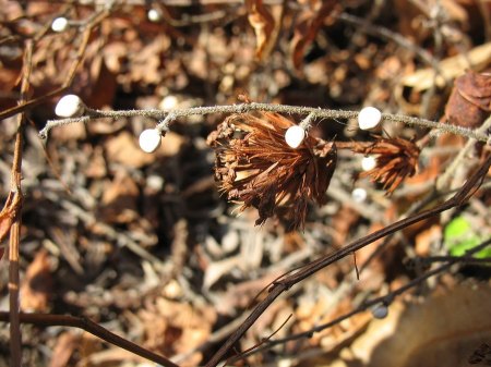 Welche Pflanze ? - Blaurote Steinsame - Aegonychon purpurocaeruleum