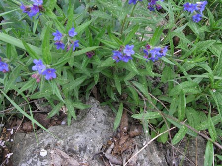 Welche Pflanze ? - Blaurote Steinsame - Aegonychon purpurocaeruleum