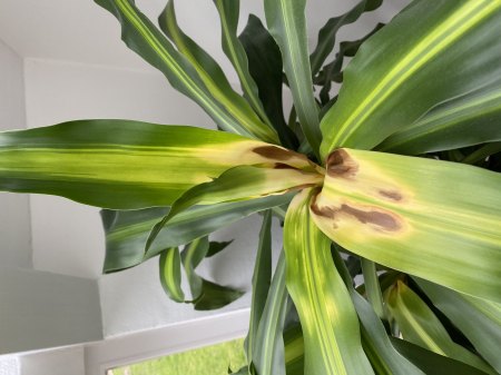 Yucca - was fehlt ihr?