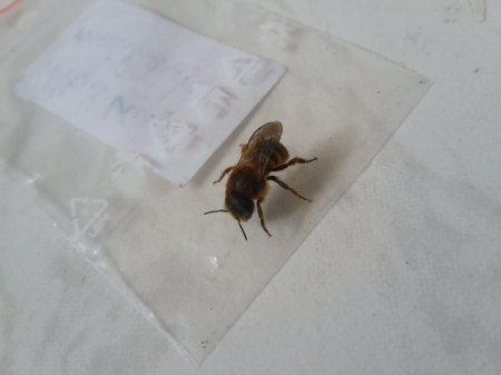 Babybiene?