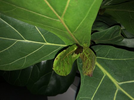 Ficus Lyrata Geigenfeige - braune / rote Flecken
