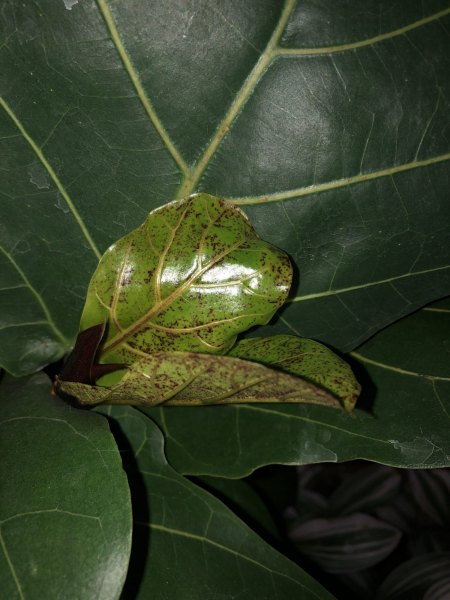 Ficus Lyrata Geigenfeige - braune / rote Flecken