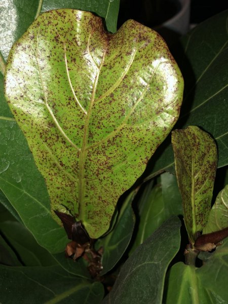 Ficus Lyrata Geigenfeige - braune / rote Flecken