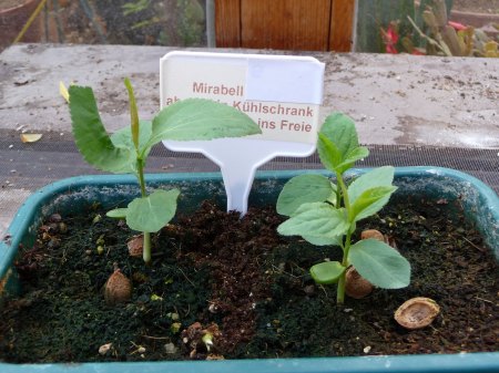 Mirabelle