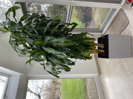 Yucca - was fehlt ihr?