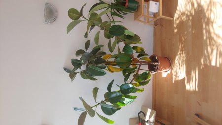Gummibaum Siedlungsschock?