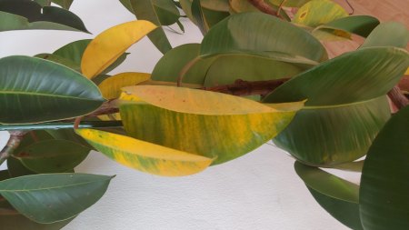 Gummibaum Siedlungsschock?