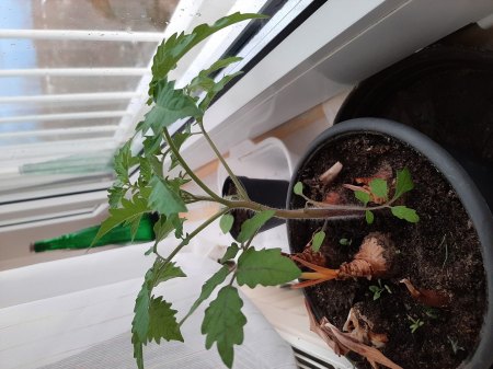 Tomaten - Paradeiser - Solanum lycopersicum