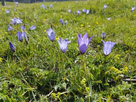Vier mir unbekannte Spezies aus dem Hoher Kaukasus (Georgien)