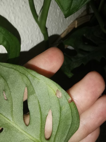 Was hat meine Monstera Adansonii