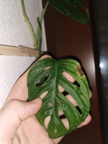 Was hat meine Monstera Adansonii