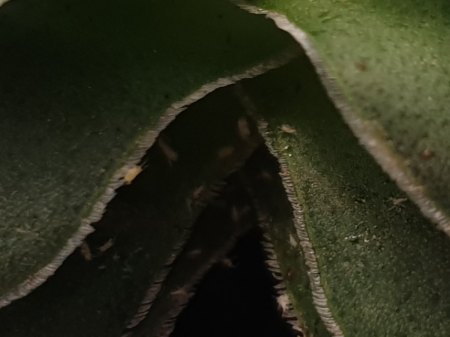 Hilfe bei Identifizierung und Bekämpfung