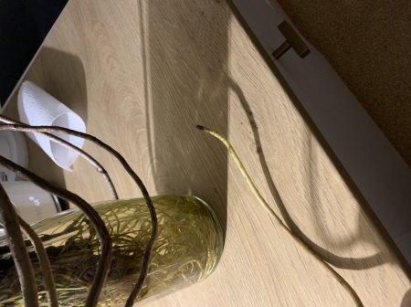 Monstera Deliciosa Variegata