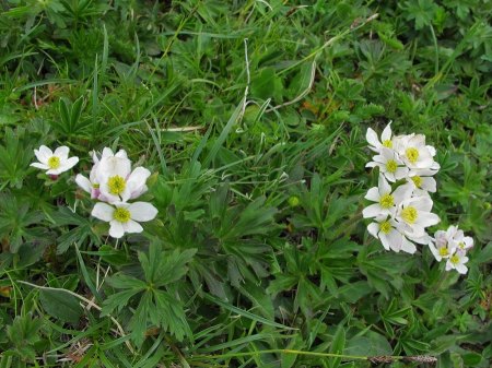 Narcissenblütige Anemone