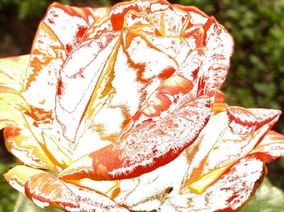 rose_01.jpg
