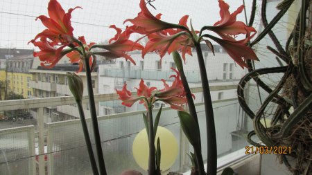 Amaryllis - Ritterstern - Hippeastrum III