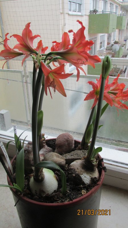 Amaryllis - Ritterstern - Hippeastrum III