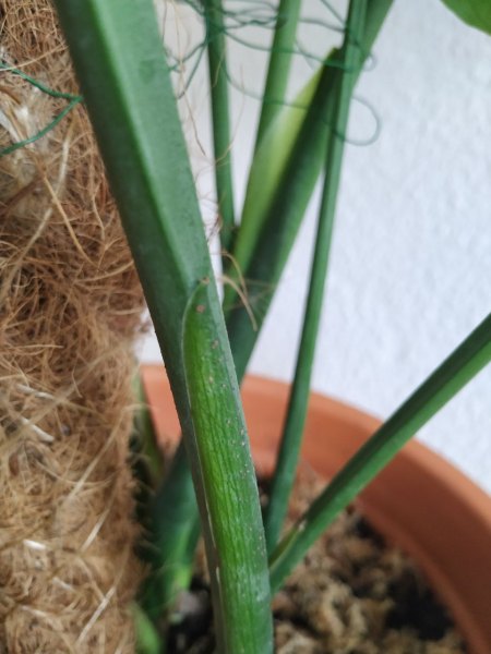 Monstera wurzelt stark, wächst aber nicht, was ist los?