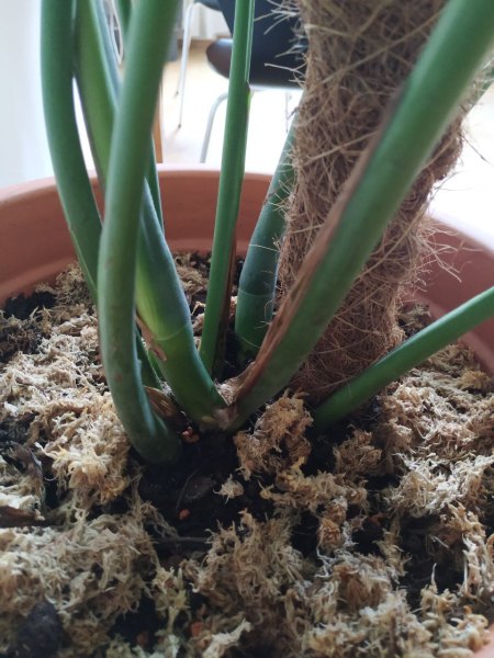 Monstera wurzelt stark, wächst aber nicht, was ist los?