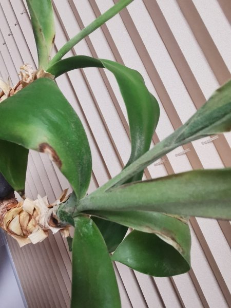 Was läuft hier falsch? - Yukka-Palme