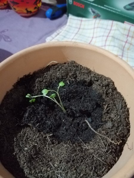 Kohlrabi