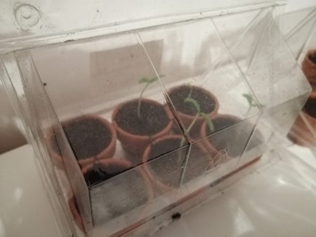 Kohlrabi